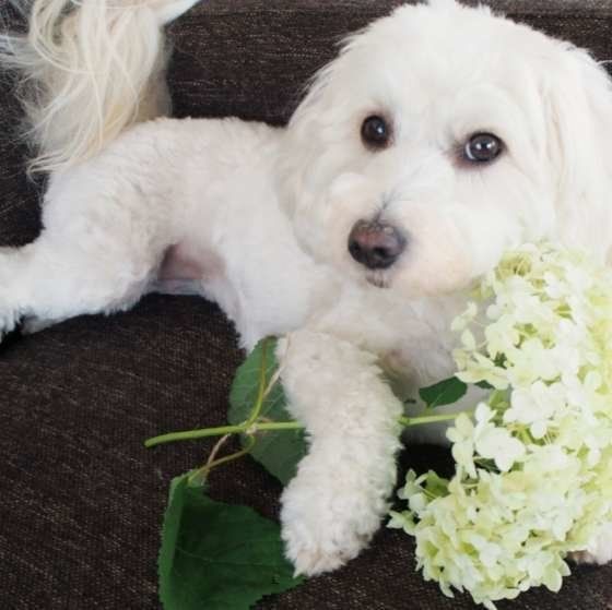 行きたがらない 動かない 愛犬の散歩の悩みに答える