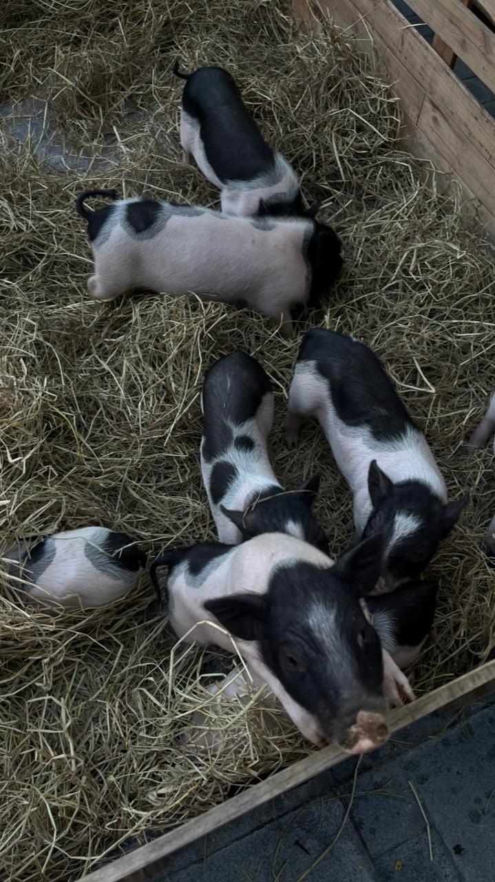 หมุเด้ง