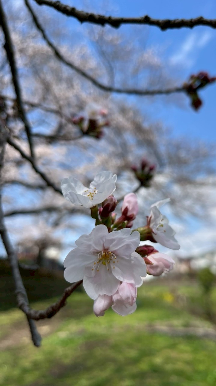 新一年生の会