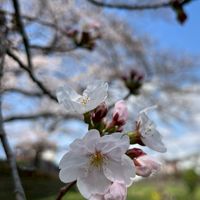 新一年生の会