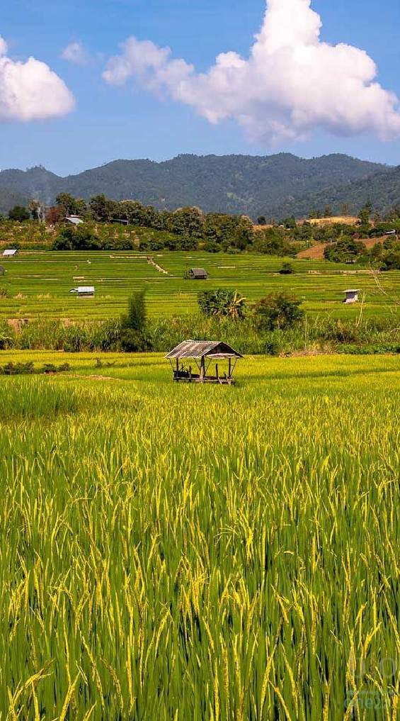 | 𝐆𝐞𝐧𝐬𝐡𝐢𝐧 × ไทบ้าน ||