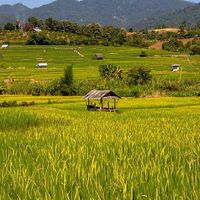 | 𝐆𝐞𝐧𝐬𝐡𝐢𝐧 × ไทบ้าน ||