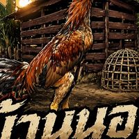 ไก่ชน บ้านนอก🐓 by เสี่ยบรรลือ🙎‍♂️