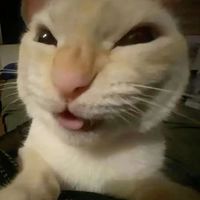 あたまあし鯖