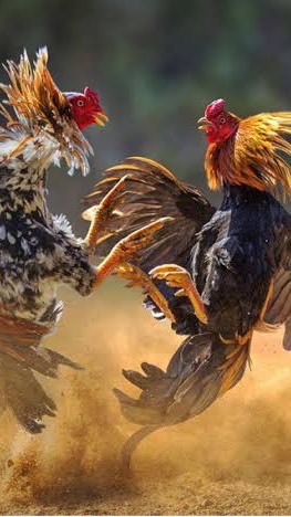 ซุ้มมิตรภาพไก่ชน - ซื้อขาย_แลกเปลี่ยนทุกสายพันธุ์