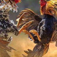 ซุ้มมิตรภาพไก่ชน - ซื้อขาย_แลกเปลี่ยนทุกสายพันธุ์