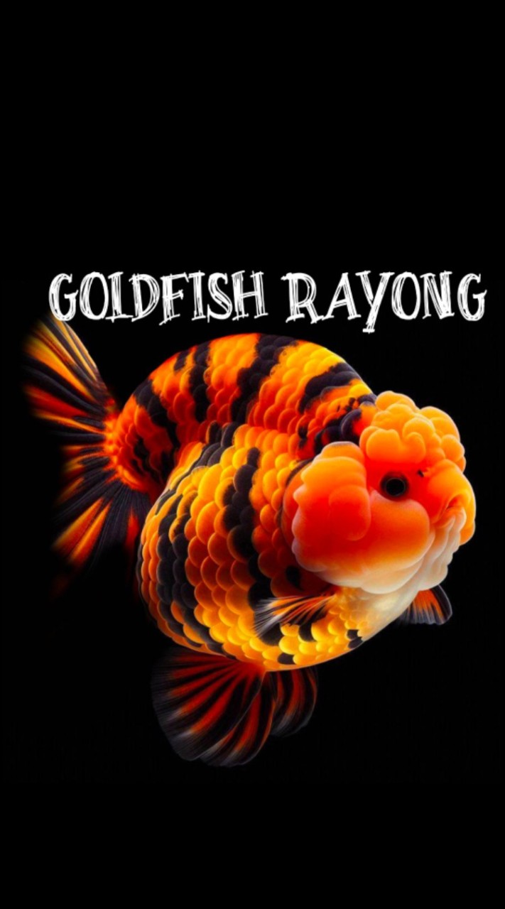 Goldfish Rayong