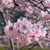 115-02-22武界雲海民宿
