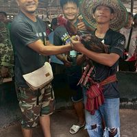 ซุ้ม สิงห์ประดู่ทอง
