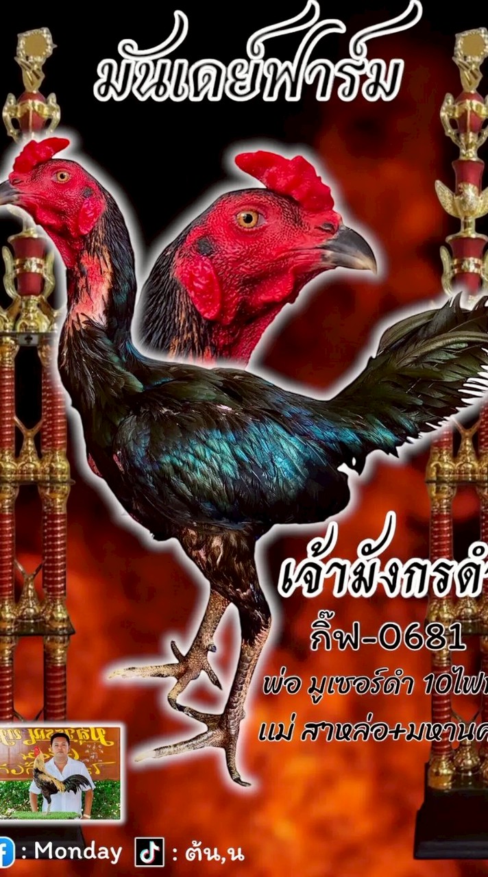 มันเดย์ฟาร์มไก่ชน