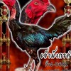 มันเดย์ฟาร์มไก่ชน
