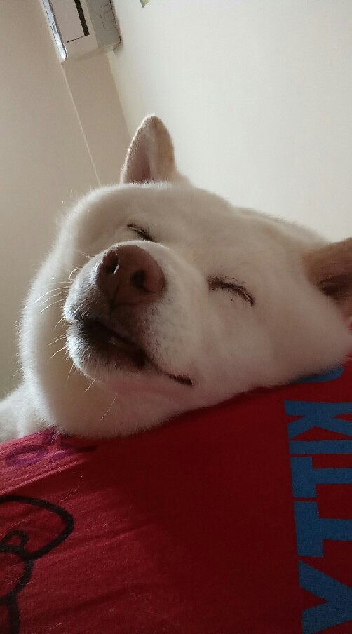 貓狗迷都來吧！