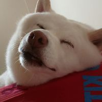 貓狗迷都來吧！