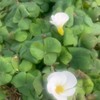 【薬草てらこや】薬草、野草、雑草、乳酸植物発酵、園芸、健康生活研究会@youherb_net