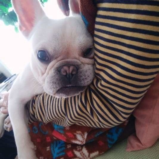 人にピタッとひっつく犬たち ひっつきたい理由がかわいすぎる いぬのきもちnews