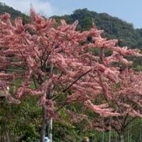 4/14~4/15花旗木大道二日遊