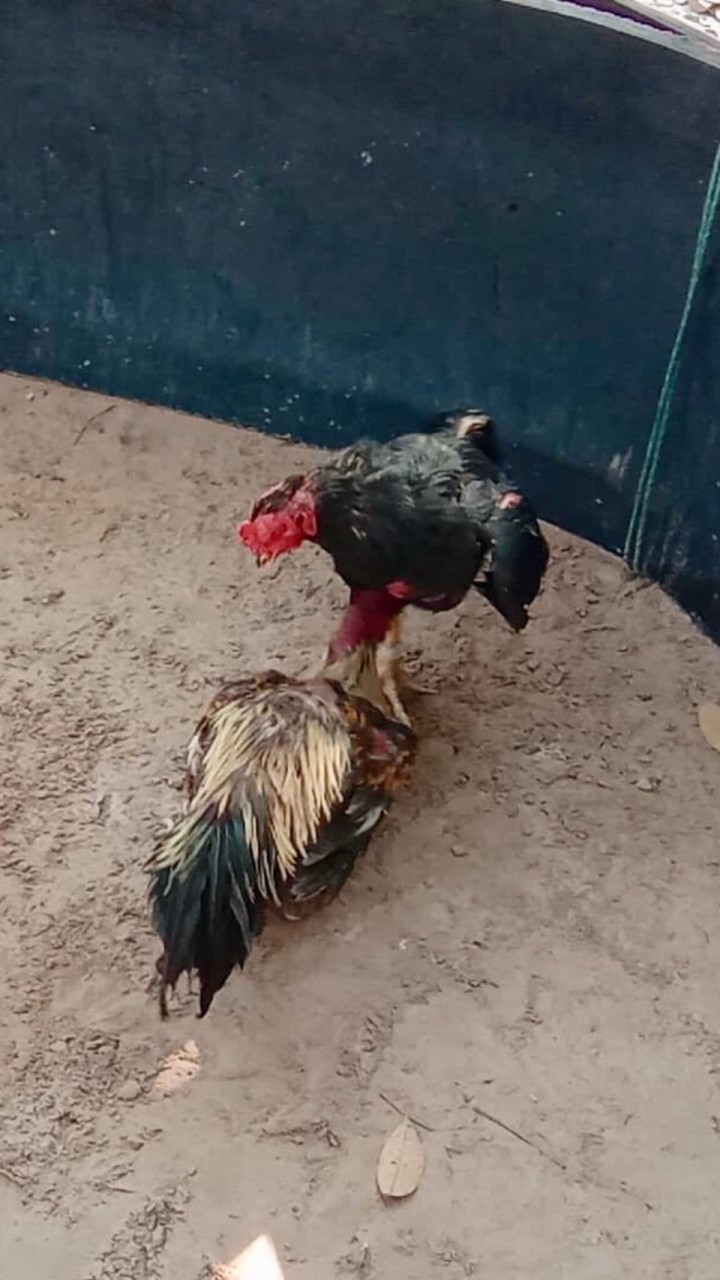 ซุ้ม อ.ธวัชชัยไก่ชน ป่าก๋อยพัฒนาพันธุ์โหด