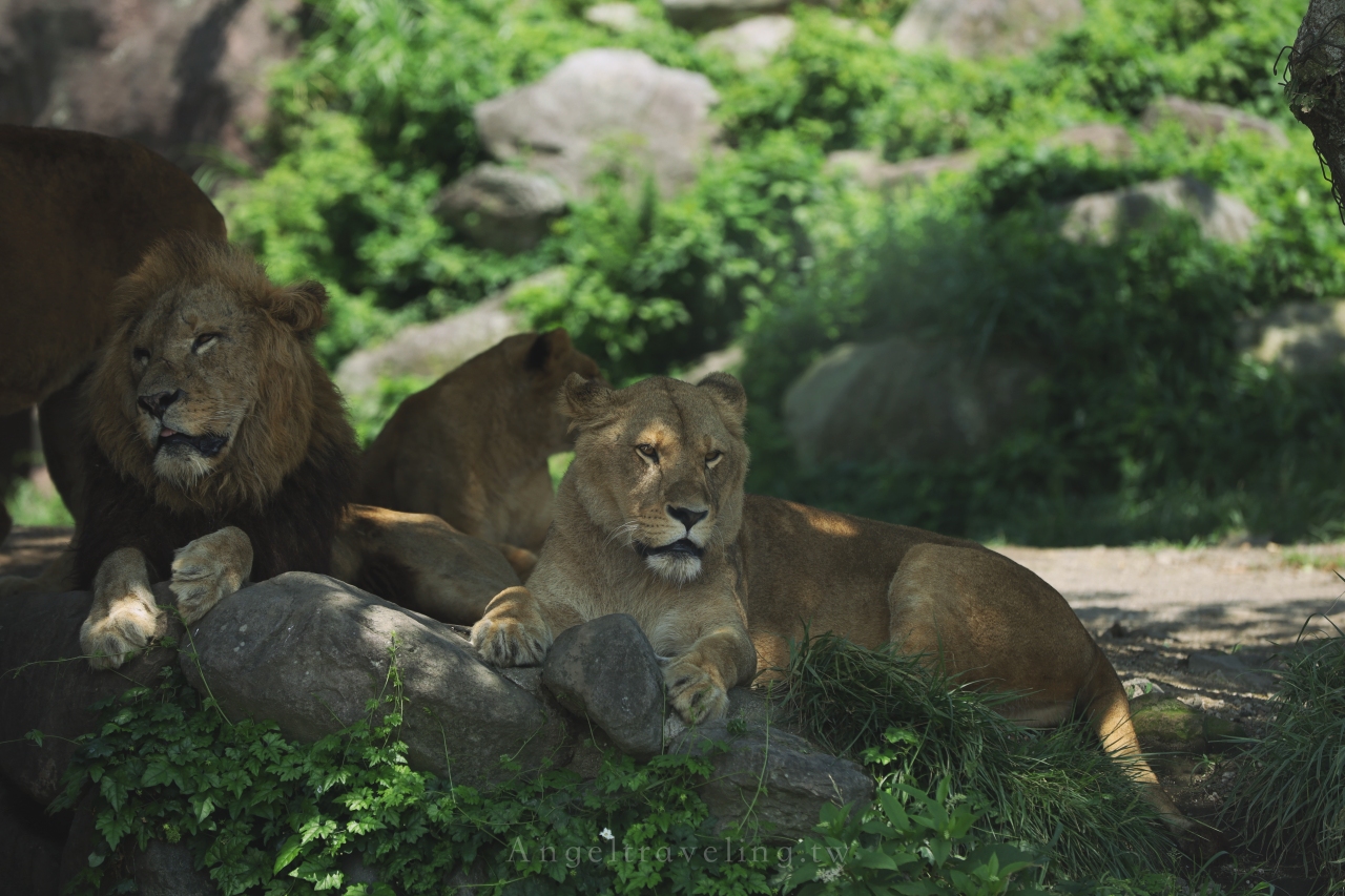 九州自然野生動物園 1366