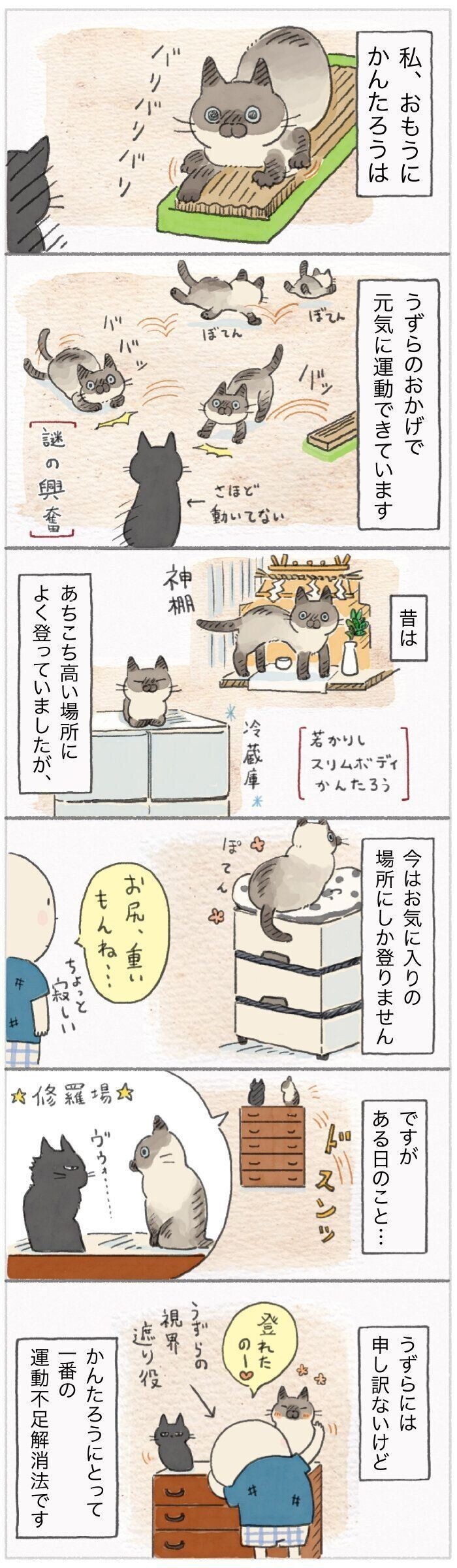 猫のいる家に新しく犬を迎えるときの注意点 ねこのきもちnews