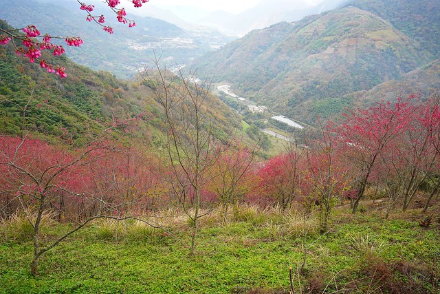望高茶園景觀餐廳