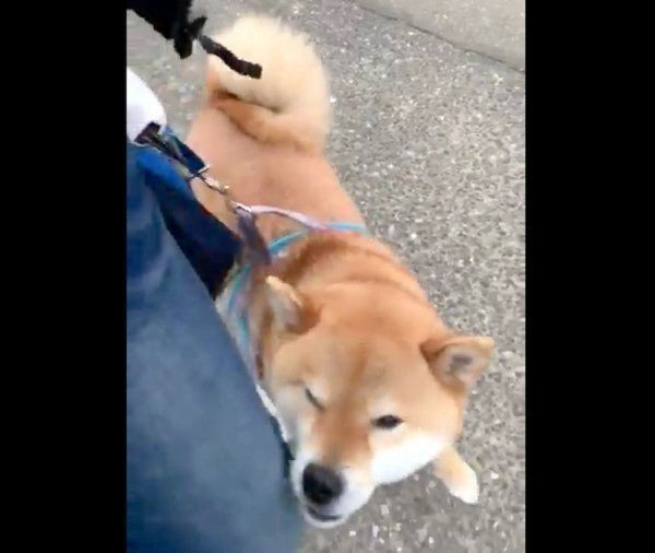 散歩中に拗ねる柴犬の行動が可愛すぎる