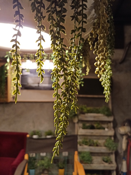 OPPO R15 / R15+ 開箱動手玩，AI 智慧拍照讓照片更容易變好看