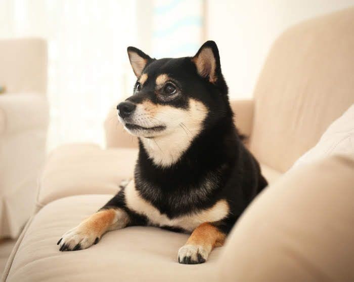噛みグセのある犬 あえて 噛ませる のがいい