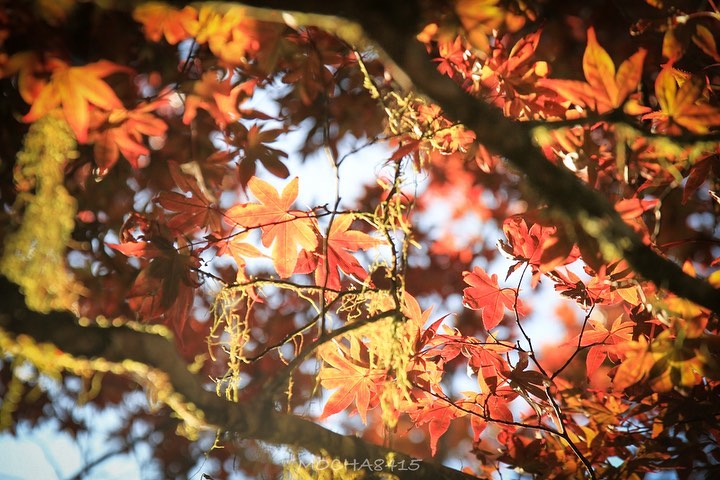 太平山 @mocha84151