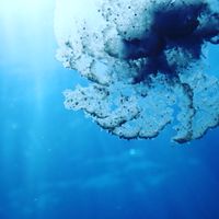 【水中攝影】潛水日常