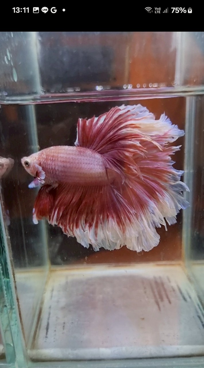 Lovely&Mata Betta