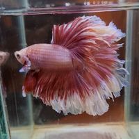 Lovely&Mata Betta