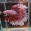 Lovely&Mata Betta