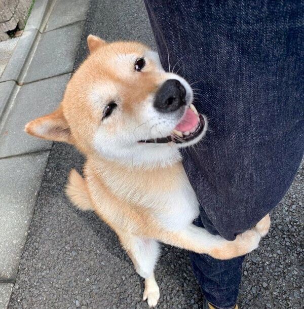 おやつありがとう 飼い主の足にしがみつく柴犬の姿