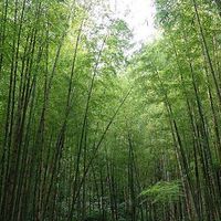 週二溪頭-鄉親旅遊