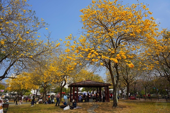 2023廍子公園黃花風鈴木花況,台中最美的黃金公園,廍子公園黃花風鈴木,廍子公園黃花風鈴木花況