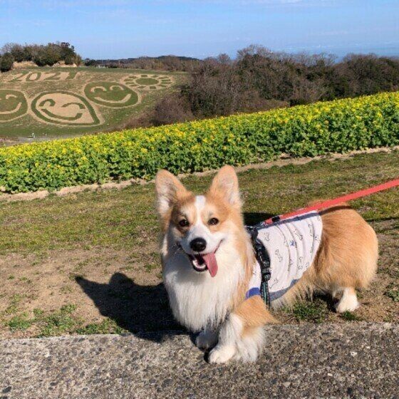 他人の犬を勝手に触るのはアウト トラブルを獣医師が解説 いぬのきもちnews