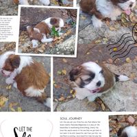 🐶กลุ่มชิสุห์จันทน์สิบ🐶