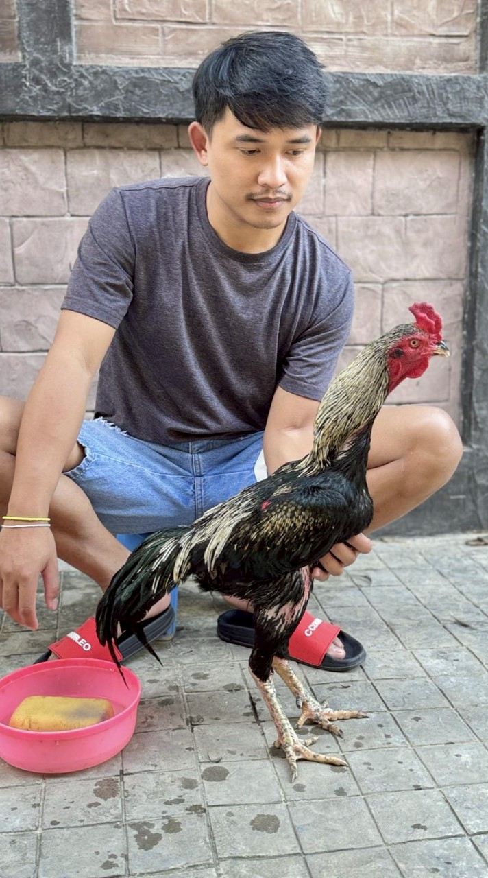 ซุ้มไก่ชนศิลป์พรชัย