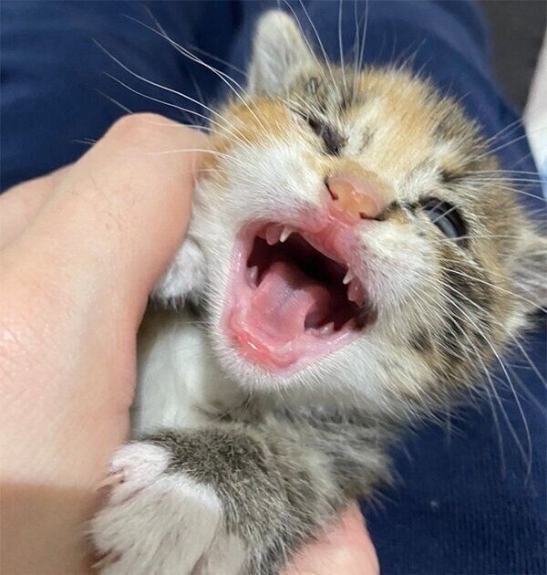偶然が重なった1匹の子猫との出会い