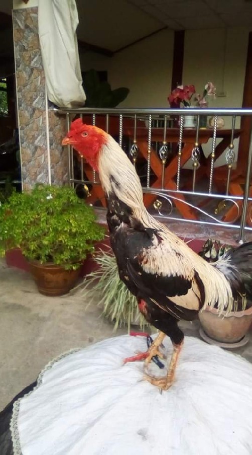 ต้นเหล่าสายอดดอย ซุ้ม อ.ไก่เหล็ก ดอยเต่า