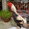 ต้นเหล่าสายอดดอย ซุ้ม อ.ไก่เหล็ก ดอยเต่า