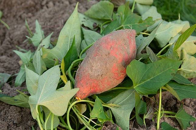 Kaya Nutrisi Ini 10 Manfaat Daun Ubi Jalar Untuk Ibu Hamil Dan Janin Theasianparent Line Today