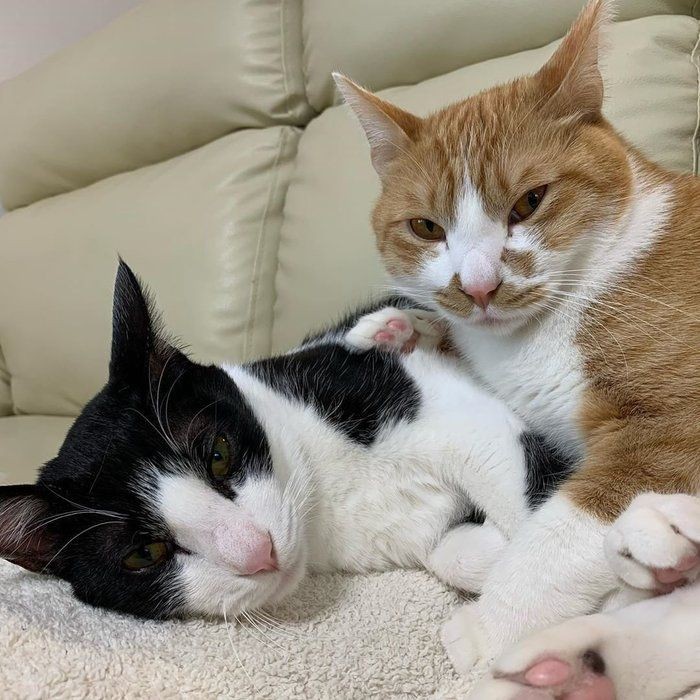 猫を飼うとゴキブリがいなくなる ってホント