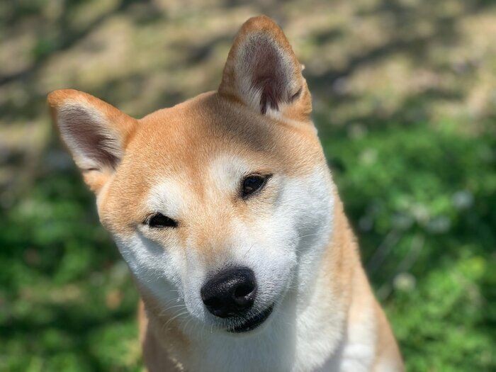 遊びたがる秋田犬にオコ顔で抵抗するおばあちゃん犬