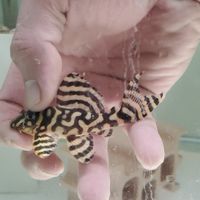 PK水族異形繁殖樂