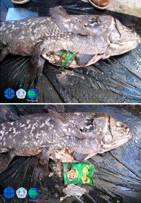 Apa Kabar Ikan Raja Laut Hewan Purba Di Laut Sulawesi