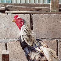 ไก่ชนบ้าน ศิริสุวรรณ