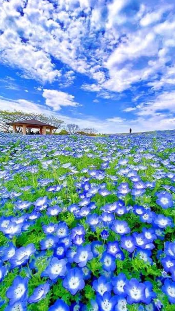 茨城県⭐️50 60 グルメ共有🍽おひとりさまのシングルライフ☘️友達作り