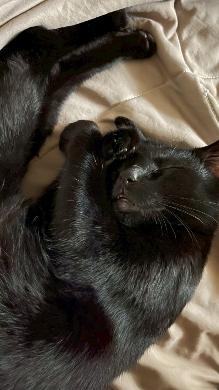 🐈‍⬛黑貓休憩室🐈‍⬛