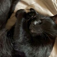 🐈‍⬛黑貓休憩室🐈‍⬛